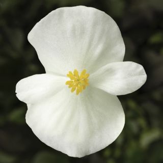 Compra BEGONIA ASCOT BRONZE WHITE Pildorada F1 (1.000 Semillas) en la tienda online Fito Agrícola