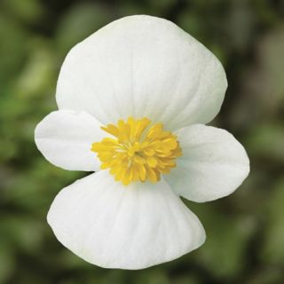 Compra BEGONIA ASCOT WHITE Pildorada F1 (1.000 Semillas) en la tienda online Fito Agrícola