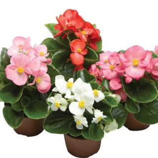 Compra BEGONIA TOPSPIN MIX Pildorada F1 (1.000 Semillas) en la tienda online Fito Agrícola
