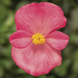 Compra BEGONIA TOPSPIN ROSE Pildorada F1 (1.000 Semillas) en la tienda online Fito Agrícola