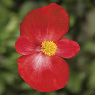 Compra BEGONIA TOPSPIN SCARLET Pildorada F1 (1.000 Semillas) en la tienda online Fito Agrícola