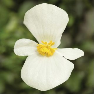 Compra BEGONIA TOPSPIN WHITE Pildorada F1 (1.000 Semillas) en la tienda online Fito Agrícola