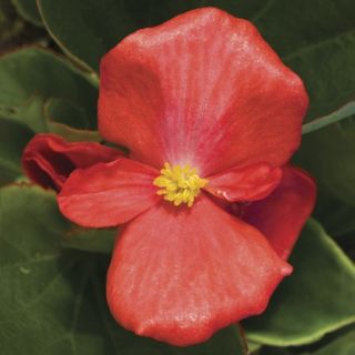 Compra BEGONIA VOLUMIA SCARLET Pildorada F1 (1.000 Semillas) en la tienda online Fito Agrícola