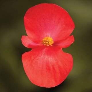 Compra BEGONIA BIONIC BRONZE RED Pildorada F1 (1.000 Semillas) en la tienda online Fito Agrícola