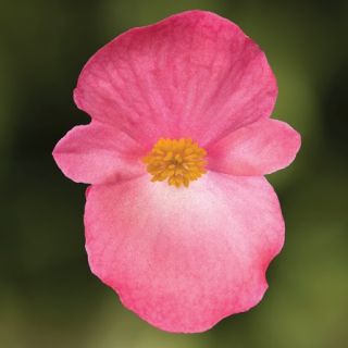 Compra BEGONIA BIONIC BRONZE ROSE Pildorada F1 (1.000 Semillas) en la tienda online Fito Agrícola