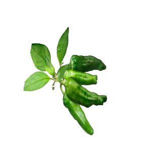 Compra PIMIENTO PICANTE SHISHITO M11 en la tienda online Fito Agrícola