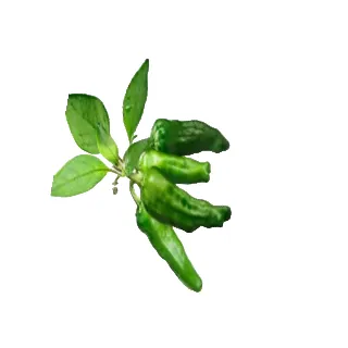 Compra PIMIENTO PICANTE SHISHITO M11 en la tienda online Fito Agrícola