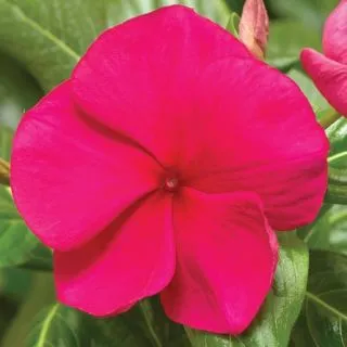 Compra VINCA CORA XDR HOTGENTA F1 (1000 Semillas). en la tienda online Fito Agrícola