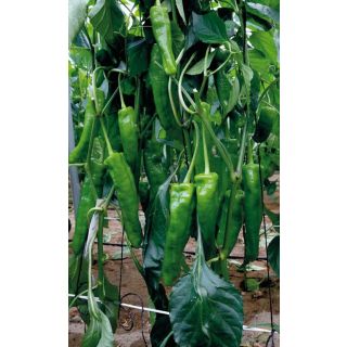 Compra PIMIENTO TRAPANI F1 (1000 Semillas) en la tienda online Fito Agrícola