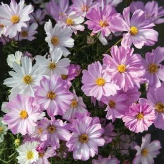 Compra COSMOS APOLLO LOVESONG F1 (1000 Semillas). en la tienda online Fito Agrícola