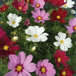 Compra COSMOS CASANOVA MIX F1 (1000 Semillas). en la tienda online Fito Agrícola