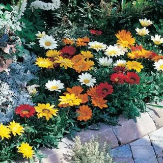 Compra GAZANIA GAZOO® MIX (500 Semillas) en la tienda online Fito Agrícola