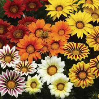 Compra GAZANIA BIG KISS MIX F1 (1000 Semillas). en la tienda online Fito Agrícola