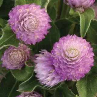 Compra AMARANTO HOLLY PINK F1 (1.000 Semillas) en la tienda online Fito Agrícola