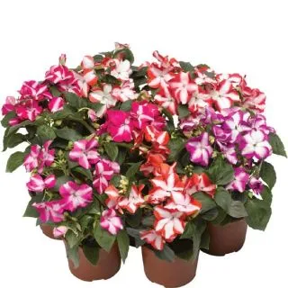 Compra IMPATIENS ACCENT STAR MIX F1 (1000 Semillas). en la tienda online Fito Agrícola