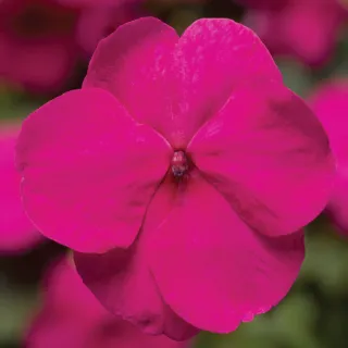 Compra IMPATIENS XTREME BRIGHT ROSE F1 (1000 Semillas). en la tienda online Fito Agrícola