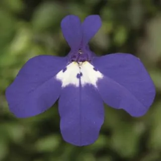 Compra LOBELIA HALF MOON Pildorada F1 (1000 Semillas). en la tienda online Fito Agrícola