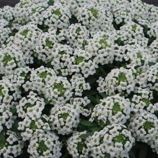 Compra LOBULARIA ALICE WHITE Pildorada (5.000 Semillas) en la tienda online Fito Agrícola