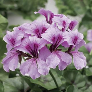 Compra PELARGONIUM TORNADO LILAC Pildorado F1 (1000 Semillas). en la tienda online Fito Agrícola