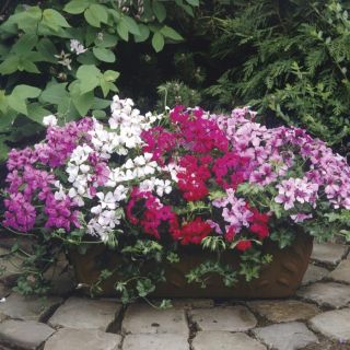 Compra PELARGONIUM TORNADO MIX Pildorado F1 (1000 Semillas). en la tienda online Fito Agrícola