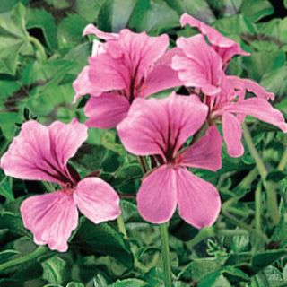 Compra PELARGONIUM TORNADO PINK Pildorado F1 (1000 Semillas). en la tienda online Fito Agrícola