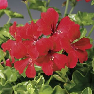 Compra PELARGONIUM TORNADO RED Pildorado F1 (1000 Semillas). en la tienda online Fito Agrícola