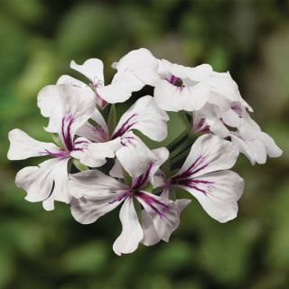 Compra PELARGONIUM TORNADO WHITE Pildorado F1 (1000 Semillas). en la tienda online Fito Agrícola