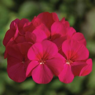 Compra PELARGONIUM BULLSEYE CHERRY Pildorado F1 (1000 Semillas). en la tienda online Fito Agrícola