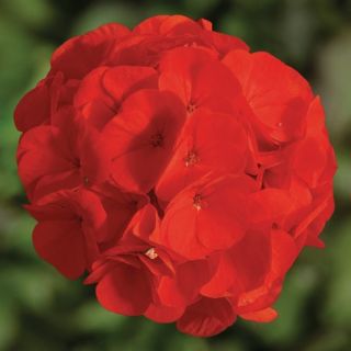 Compra PELARGONIUM BULLSEYE SCARLET Pildorado F1 (1000 Semillas). en la tienda online Fito Agrícola