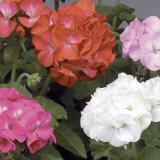 Compra PELARGONIUM PINTO PREMIUM MIX Pildorado F1 (1000 Semillas). en la tienda online Fito Agrícola