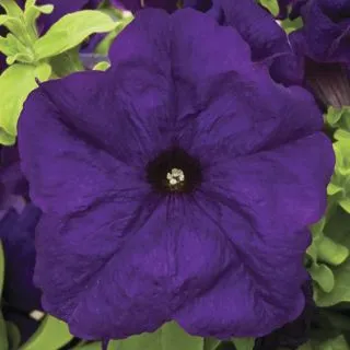 Compra PETUNIA DUVET® BLUE Pildorada F1 (1000 Semillas). en la tienda online Fito Agrícola