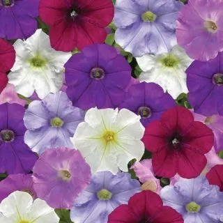 Compra PETUNIA FLASHFORWARD COOL WATER MIX Pildorada F1 (1000 Semillas). en la tienda online Fito Agrícola