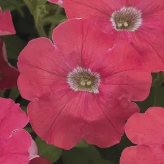 Compra PETUNIA FLASHFORWARD CORAL Pildorada F1 (1000 Semillas). en la tienda online Fito Agrícola