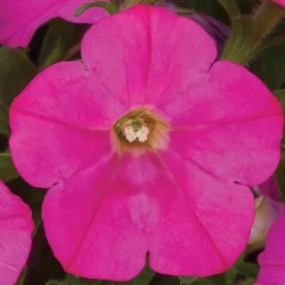 Compra PETUNIA FLASHFORWARD PINK Pildorada F1 (1000 Semillas). en la tienda online Fito Agrícola