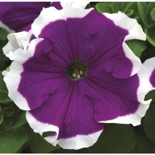 Compra PETUNIA FROST VELVET Pildorada F1 (1000 Semillas). en la tienda online Fito Agrícola