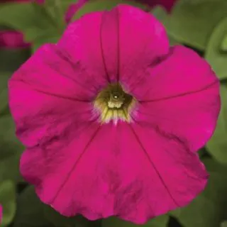 Compra PETUNIA PICOBELLA CARMINE Pildorada F1 (1000 Semillas). en la tienda online Fito Agrícola