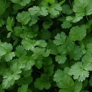 Compra CILANTRO SANTOS (1.000.000 Semillas) en la tienda online Fito Agrícola