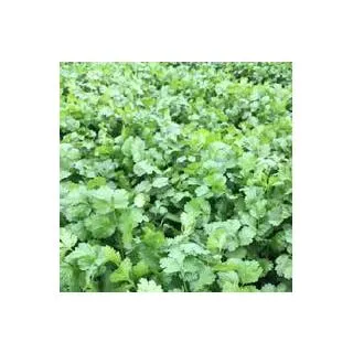 Compra CILANTRO BOLERO (1.000.000 Semillas) en la tienda online Fito Agrícola