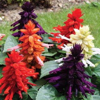 Compra SALVIA MOJAVE MIX F1 (1000 Semillas). en la tienda online Fito Agrícola