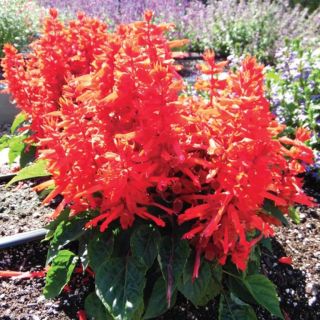 Compra SALVIA SENTRY RED F1 (1000 Semillas). en la tienda online Fito Agrícola