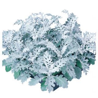 Compra CINERARIA SILVERDUST Pildorada (5.000 Semillas) en la tienda online Fito Agrícola