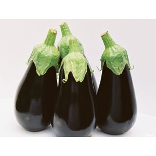 Compra BERENJENA BLACK PEARL F1 (1.000 Semillas) en la tienda online Fito Agrícola
