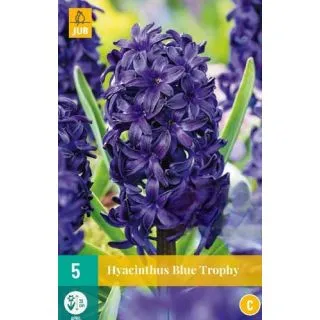 Compra JACINTOS BLUE TROPHY en la tienda online Fito Agrícola