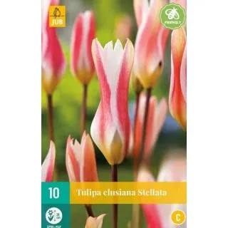 Compra TULIPÁN CLUSIANA STELLATA en la tienda online Fito Agrícola