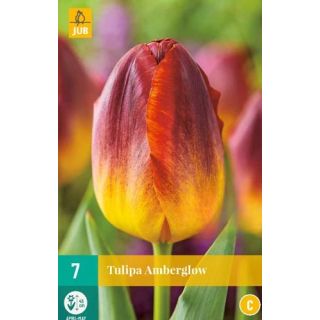 Compra TULIPÁN AMBERGLOW en la tienda online Fito Agrícola