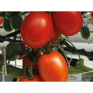 Compra TOMATE PAIPAI F1 ECOLÓGICO (1.000 Semillas) en la tienda online Fito Agrícola