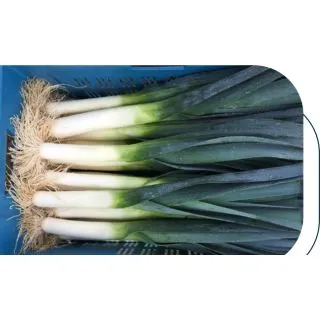 Compra PUERRO OSLO F1 Pildorado (100.000 Semillas) en la tienda online Fito Agrícola