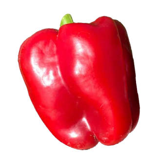 Compra PIMIENTO ADAM F1 (1.000 Semillas) en la tienda online Fito Agrícola