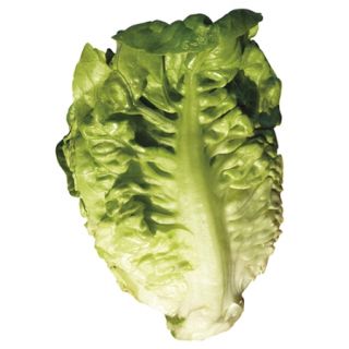 Compra LECHUGA DIAMOND Pildorada (10.000 Semillas) en la tienda online Fito Agrícola