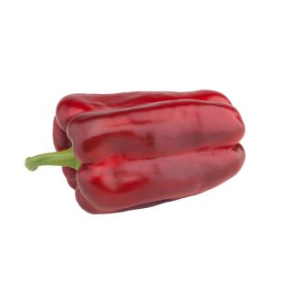 Compra PIMIENTO ESTOQUE F1 (1.000 Semillas) en la tienda online Fito Agrícola